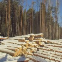 Миллениалы и экологи Прибайкалья выступили с инициативой строжайшего запрета рубок сибирского кедра