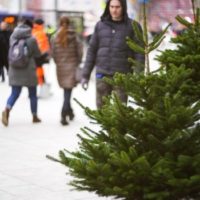 Петр Бирюков: Сдать новогодние елки на утилизацию в этом году можно будет в 473 пунктах до 1 марта