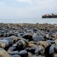 SOS: пляжи Анапы, Геленджика и Тамани загрязнены нефтепродуктами