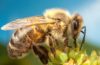 «Раздаются мрачные прогнозы об исчезновении к 2035 г. популяции пчел в мире в целом» — Интервью