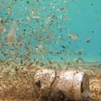 Выявлены самые высокие уровни микропластика на морском дне