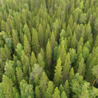 Стартовала экспедиция WWF по выделению первого в России объекта Национального лесного наследия