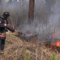 Площадь лесных пожаров в России достигла 2 млн га