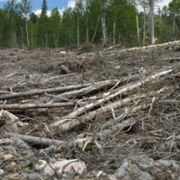 Спрос древесины у Китая и ведомственные барьеры — катастрофа для российского леса