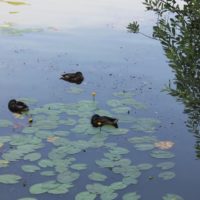 Танец маленьких утят: более 1 000 птенцов водоплавающих птиц появилось летом на природных территориях Москвы