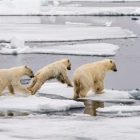 Аномальные льды на Чукотке оказались благом для белых медведей и Медвежьих патрулей