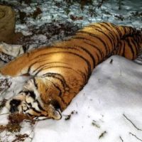 В Приморье неизвестный убил амурского тигра