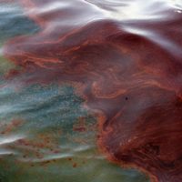 Ученые из Перми разработали бактерии, способные чистить воду от разливов нефти