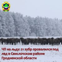 В Гродненской области погибли зубры, провалившись под лед