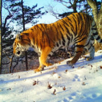 На Дальнем Востоке посчитают всех амурских тигров