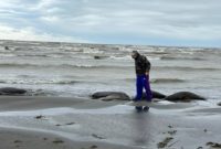 Эколог Георгий Каваносян о массовой гибели тюленей на Каспийском море