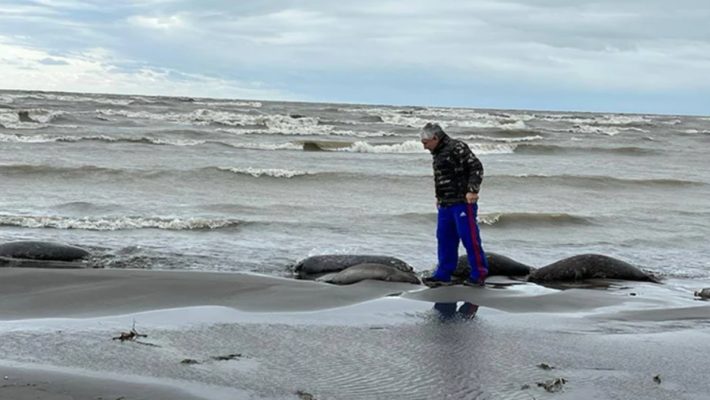 Эколог Георгий Каваносян о массовой гибели тюленей на Каспийском море