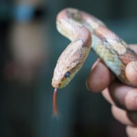 17 экзотических змей из Центра реабилитации диких животных переехали в новый дом – Ленинградский зоопарк