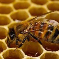 Мосприрода подготовила интеллектуальный квест «Пчелиная девятина» для всех знатоков пчёл