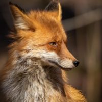 Где живёт лисичка-сестричка: в Москве разработали карту обитания лис