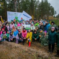 На территории Красномаяковского лесничества посадили 6 тысяч сосен