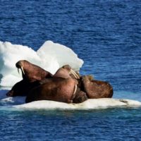 24 ноября – День моржа: в заповедниках и нацпарках изучают и охраняют крупнейших ластоногих Северного полушария