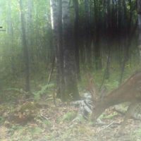 В Большехехцирском заповеднике впервые отметился пятнистый олень