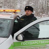 В Москве подвели итоги акции «Операция «Ель»: фактов незаконной вырубки деревьев не обнаружено