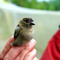 «Властелины колец»: в преддверии Дня орнитолога сотрудники заповедных территорий рассказывают о тонкостях кольцевания птиц