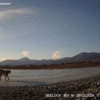 Амурский тигр и Верблюд отметились на одной фотоловушке в Сихотэ-Алинском заповеднике