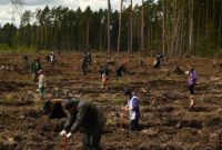 Более 5000 деревьев на месте погибшего леса посадили в Подмосковье участники Forest Day