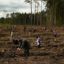 Более 5000 деревьев на месте погибшего леса посадили в Подмосковье участники Forest Day